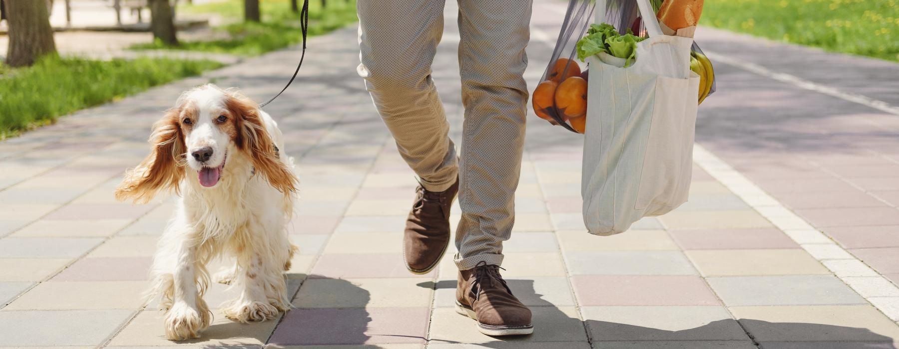a dog walking with a person holding a bag