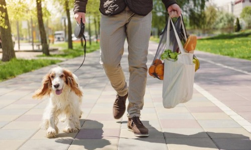 We love our furry friends a dog walking with a person holding a bag